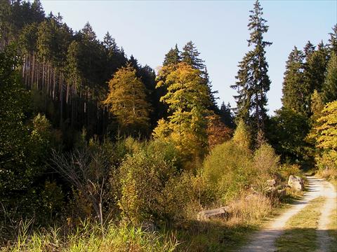 Sunshine in the forest