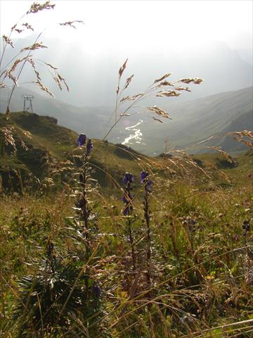 Alpine flowers