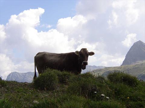 Alpine cow