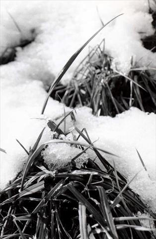 Snow on grass