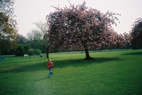 Spring in the park