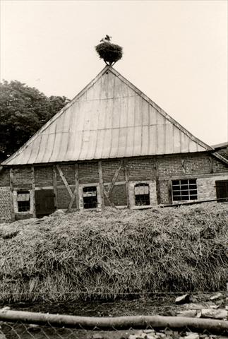 Stork on the roof