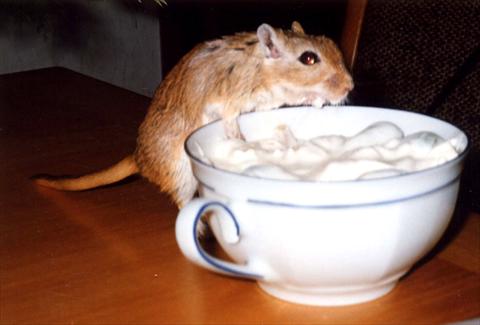 Mouse in joghurt