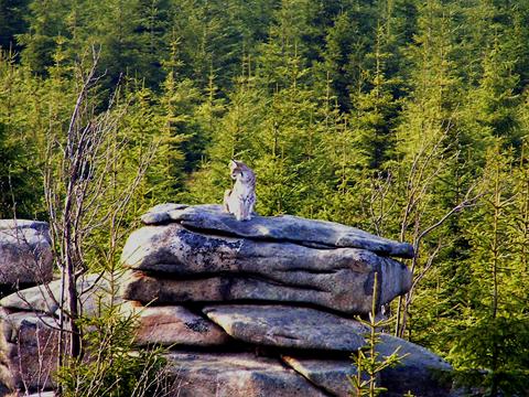 Linx on a rock