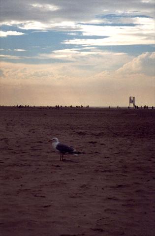 Seagull at the beach